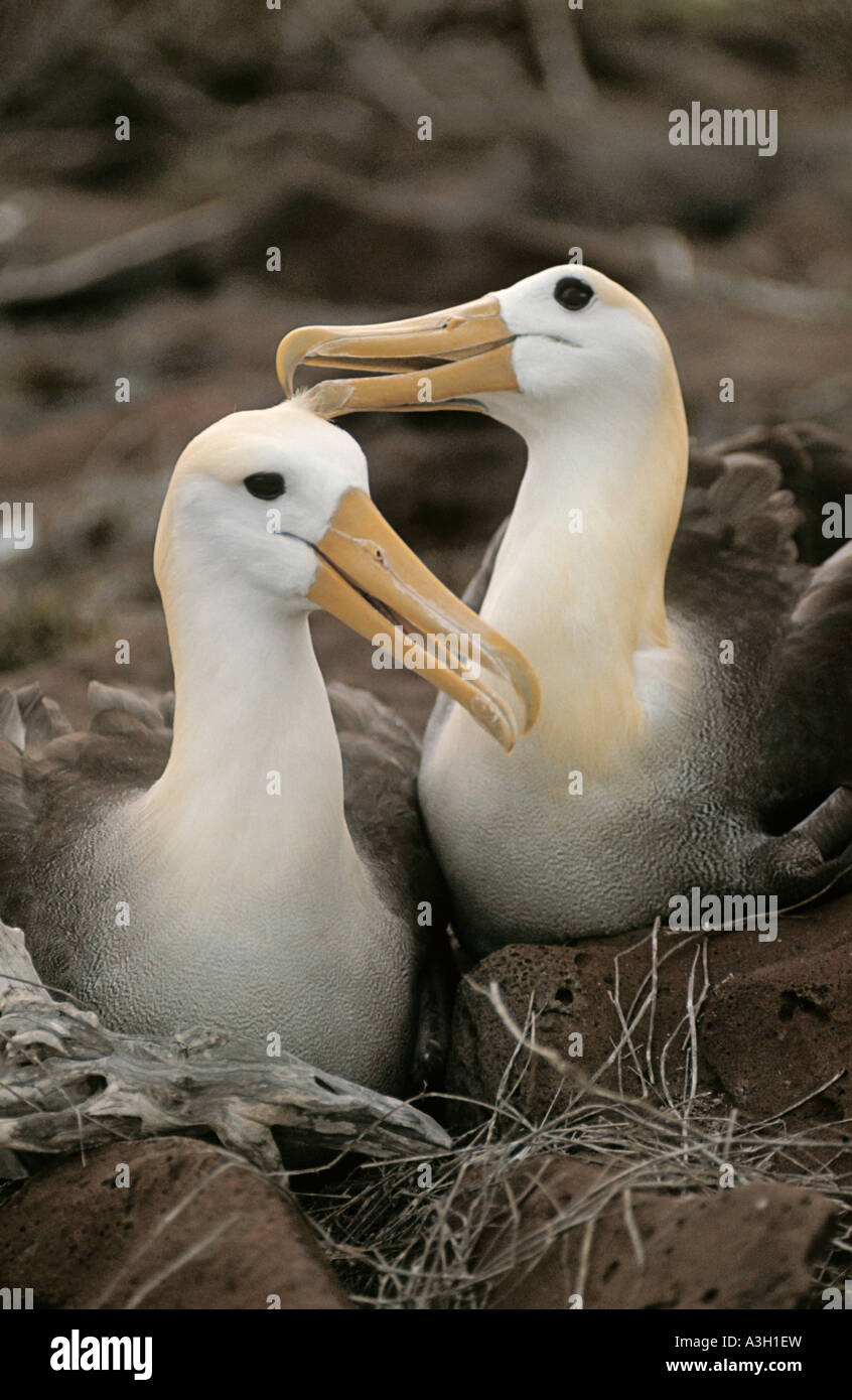 Gewellte Albatrosse Phoebastria Irrorata Galapagos-Inseln Stockfoto