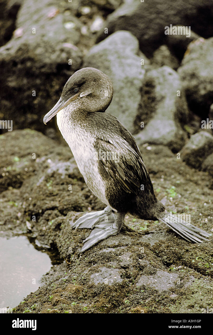 Flugunfähige Galapagos Kormoran Phalacrocorax Harrisi Galapagos-Inseln Stockfoto