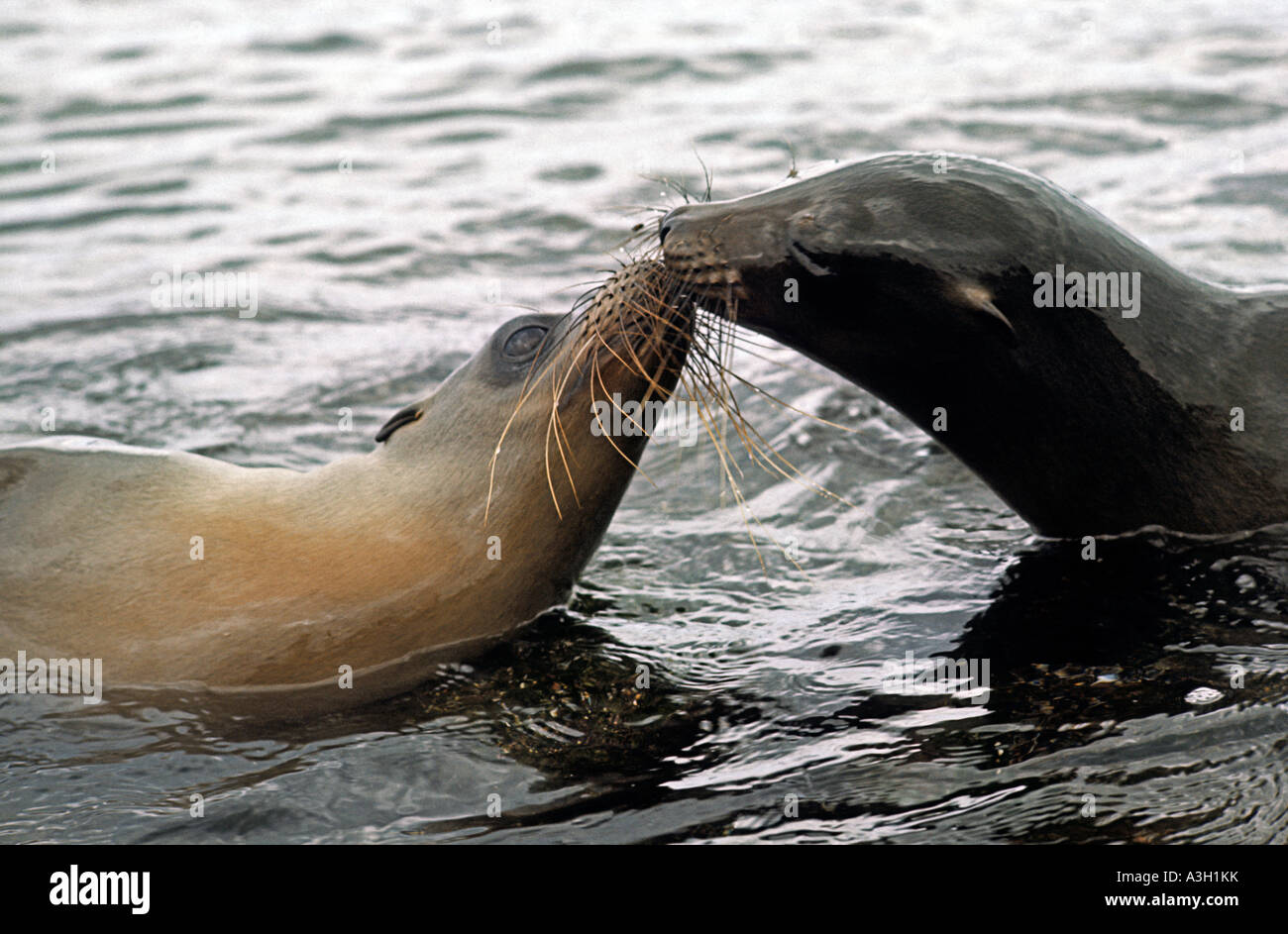 Galapagos-Seelöwen-Zalophus Californianus Wollebaeki Galapagos-Inseln Stockfoto
