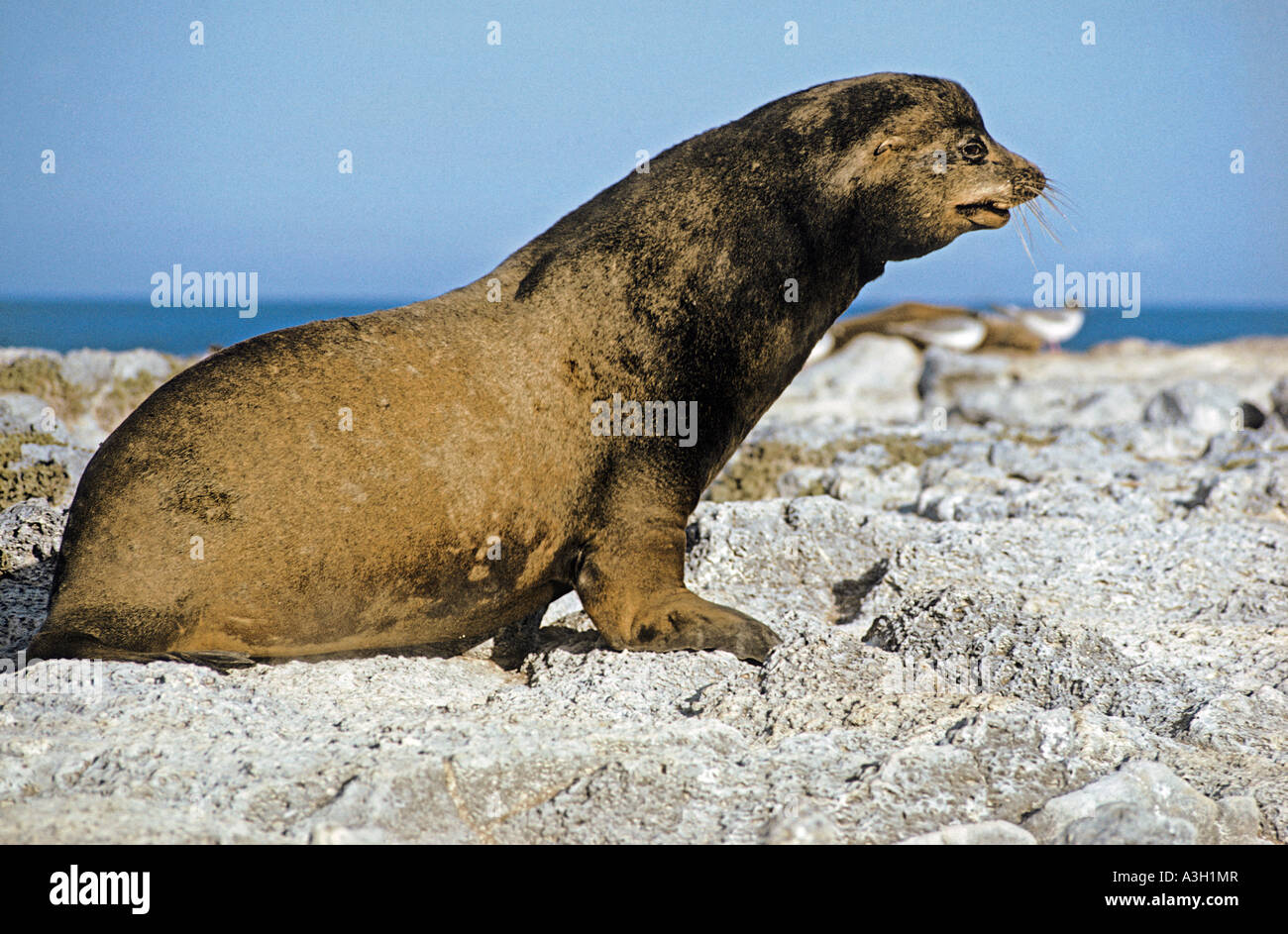 Galapagos-Seelöwe Stier Zalophus Californianus Wollebaeki Plaza Insel Galapagos Stockfoto