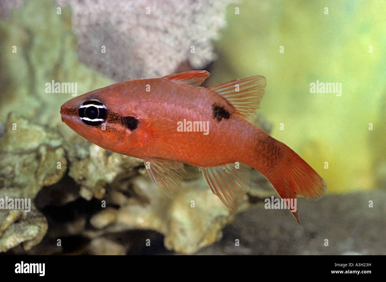Kardinalbarschen Apogonidae Stockfoto