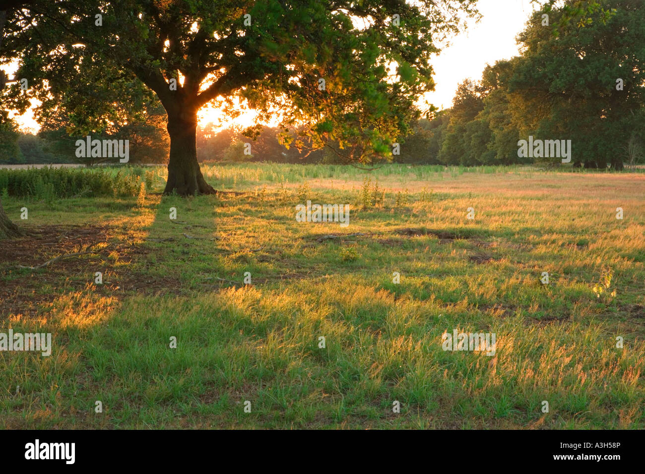 Sonnenuntergang hinter Eiche Baum im Feld, Surrey UK Stockfoto