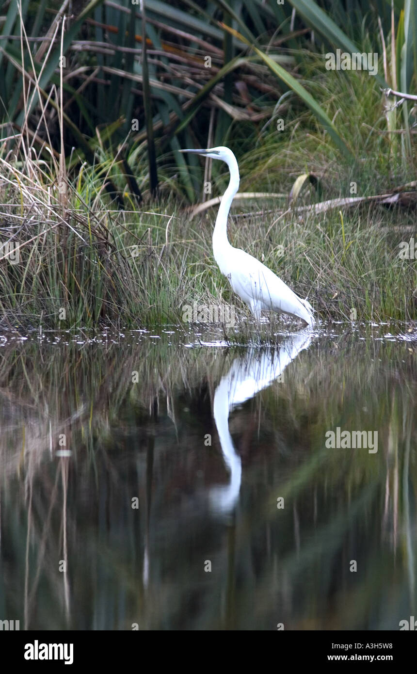 White Heron Stockfoto