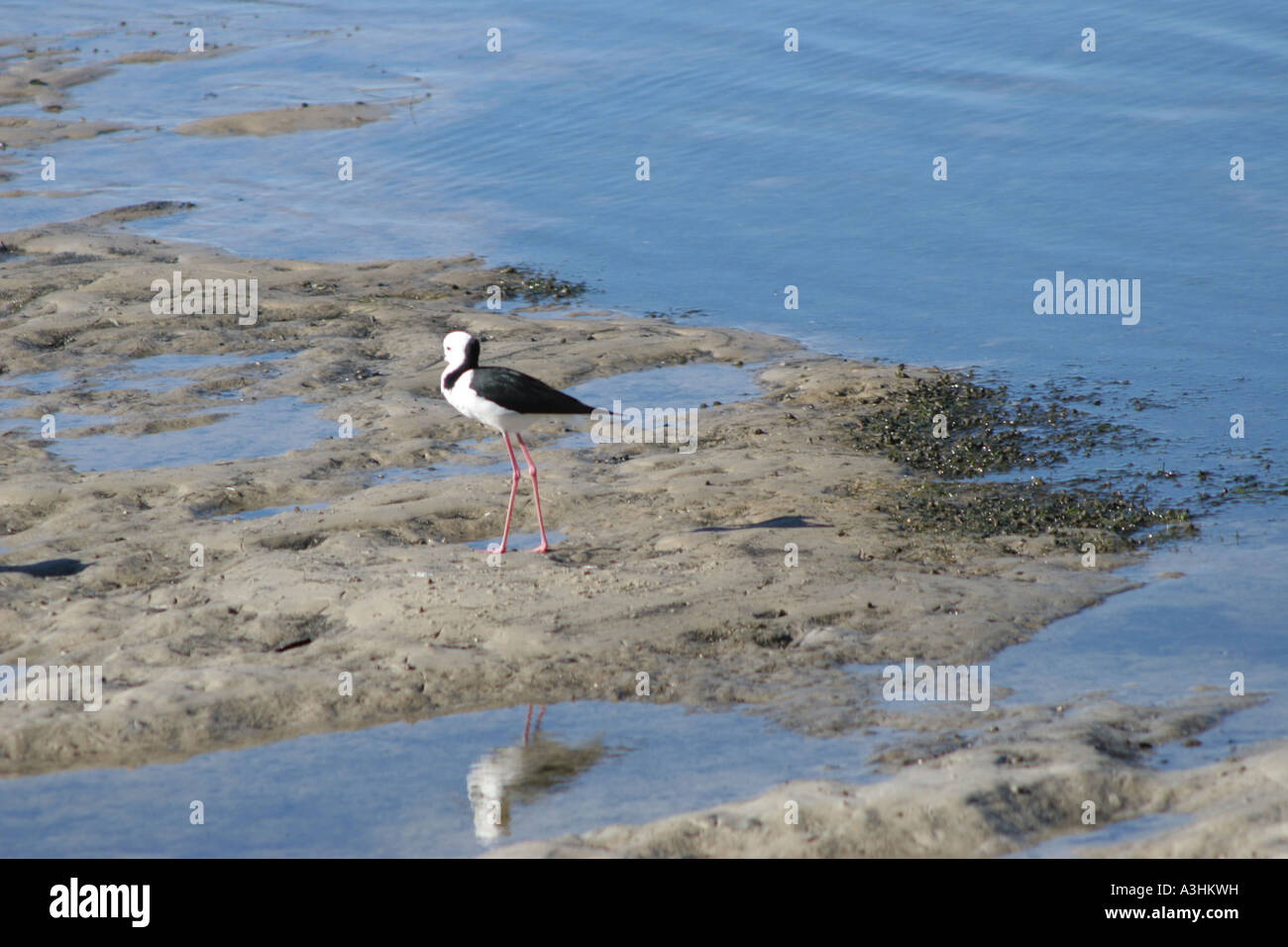 Ade 575 Australien, Pied Stilt(Himantopus himantopus) Stockfoto