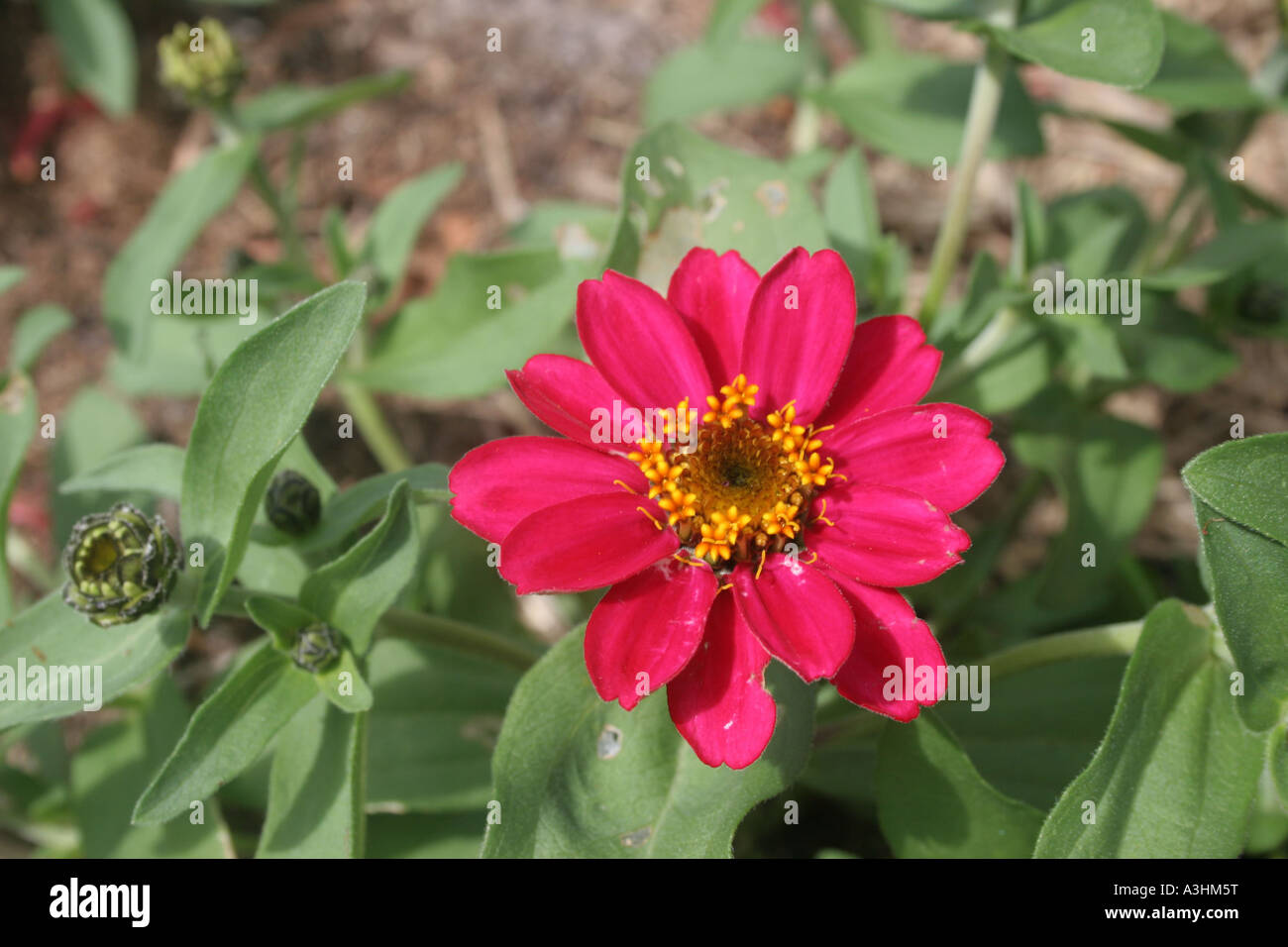 Ade 529 Mexiko, Zinnia elegans Stockfoto