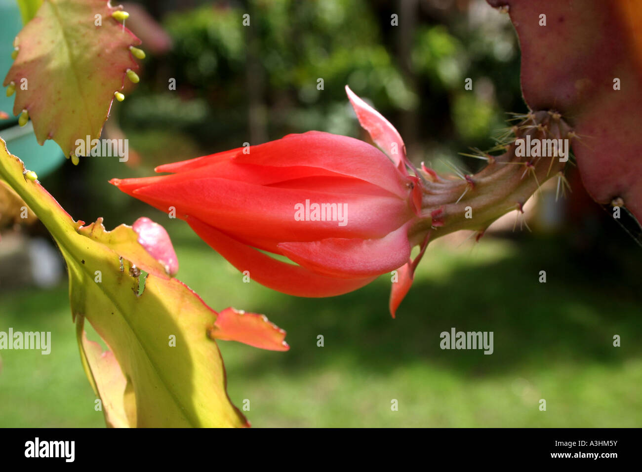 Ade 528 Mexiko, Kaiserin Cactus'Kaiserin Augusta Victoria(Nopalxochia phyllanthoides) Stockfoto