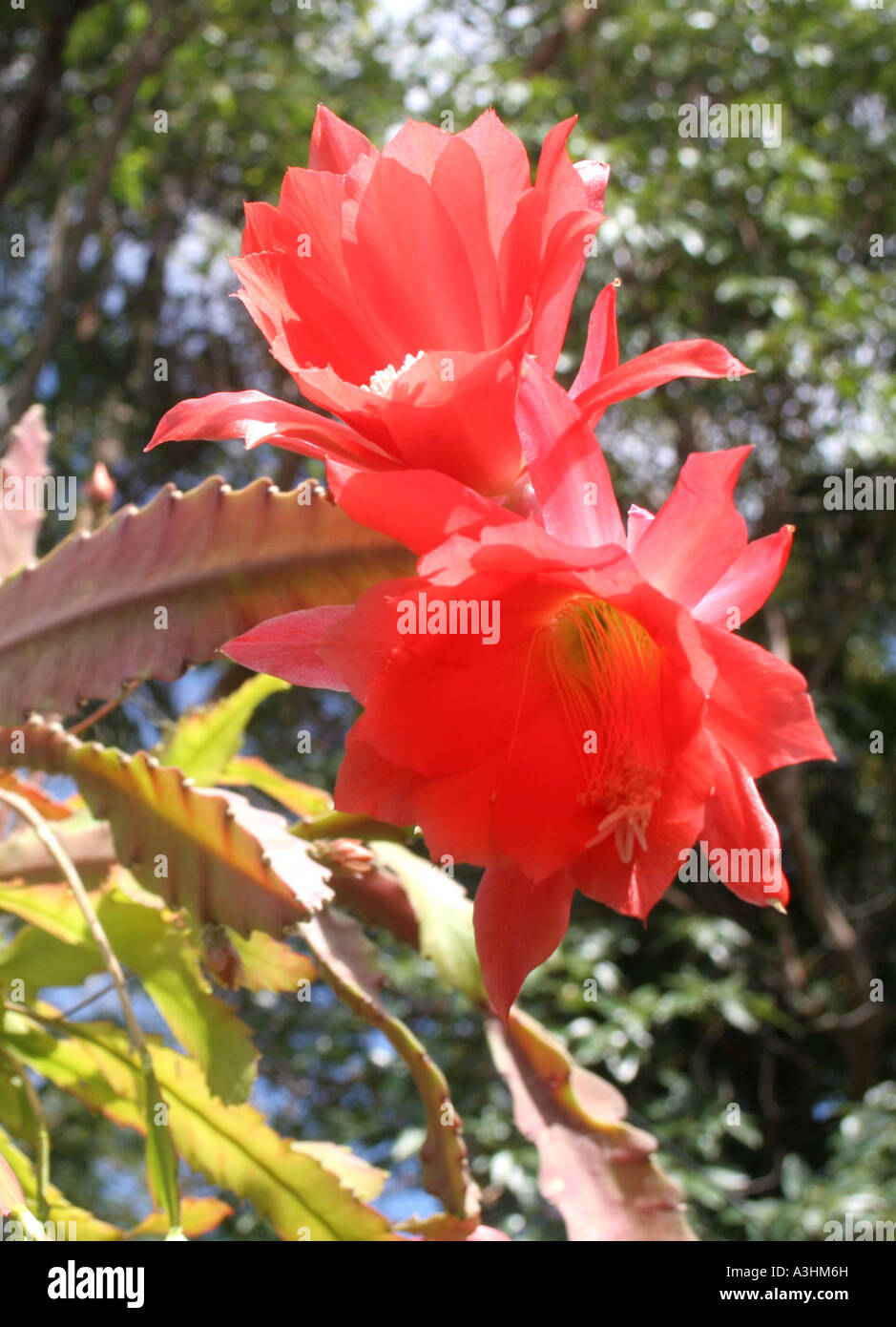 Ade 527 Mexiko, Kaiserin Cactus'Kaiserin Augusta Victoria(Nopalxochia phyllanthoides) Stockfoto