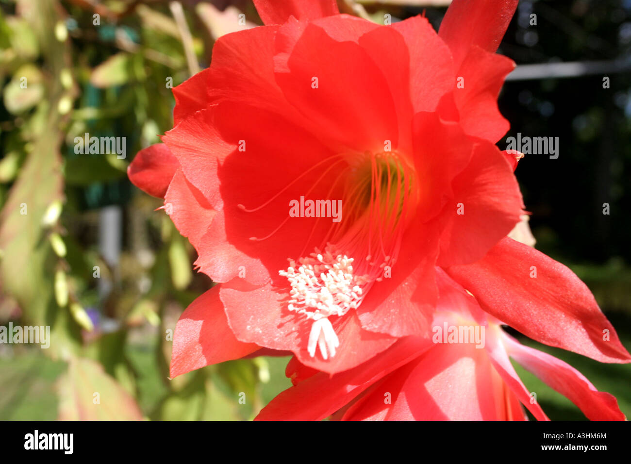 Ade-526-Mexiko, Kaiserin Cactus'Kaiserin Augusta Victoria(Nopalxochia phyllanthoides) Stockfoto