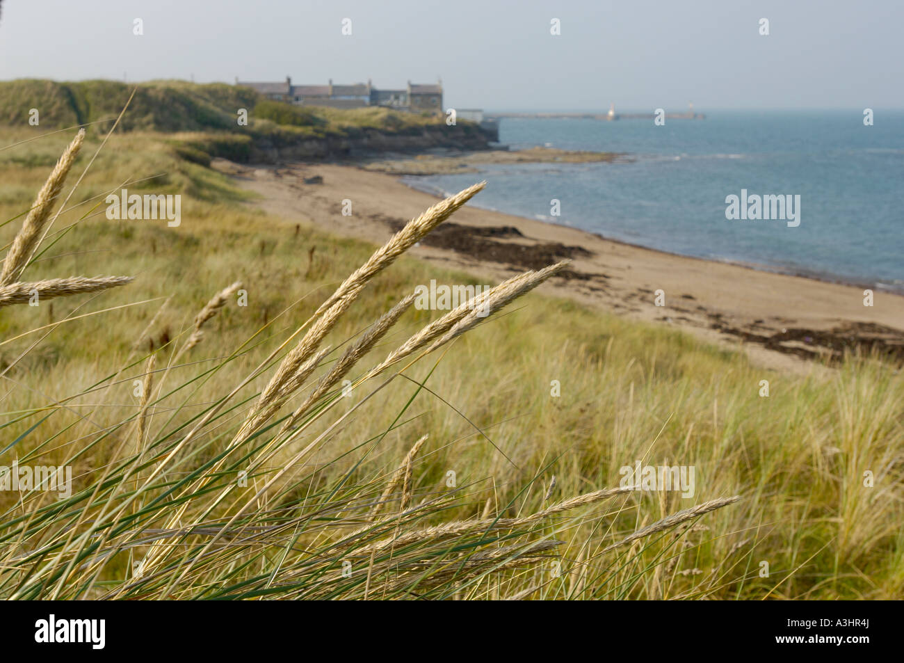 Der Strand von Amble Link in Northumberland, von den Sanddünen mit Blick auf die Nordsee. UK Stockfoto