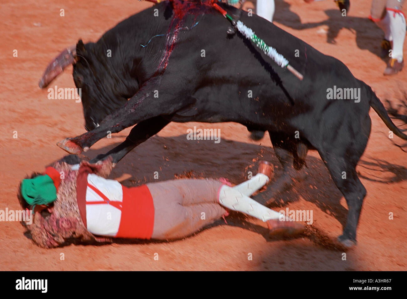 Stier trampling Die Forcado in der Bullring während der Portugiesischen tourada (Stierkampf). Albufeira, Algarve, Portugal. Stockfoto
