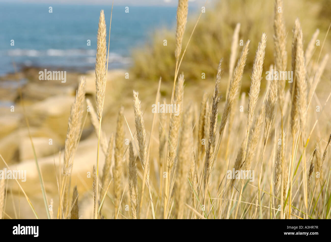 Goldene Grassamenköpfe mit amble Link Beach und der Nordsee in der Ferne an einem sonnigen Sommertag. Northumberland. Stockfoto