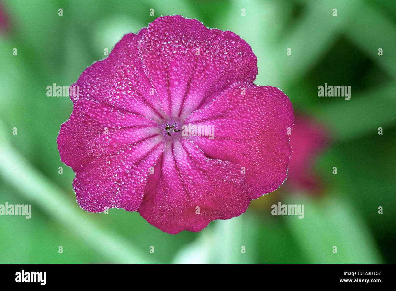Lychnis Coronaria Blume bedeckt mit Morgentau. Stockfoto