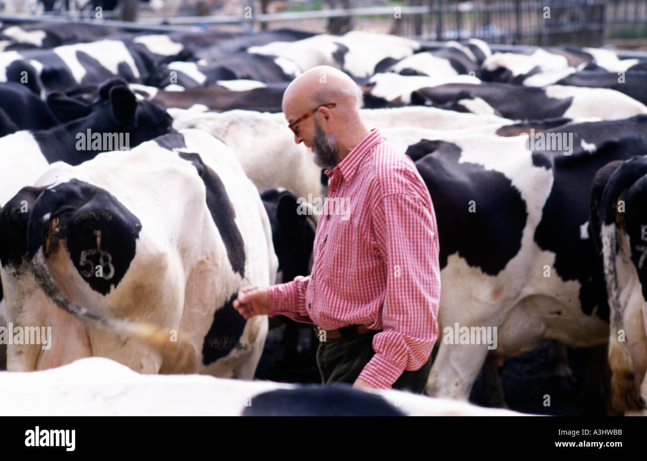 Michael Eavis auf seinem Tagebuch-Hof mit seinen Kühen auf der Website des Glastonbury Festivals Stockfoto