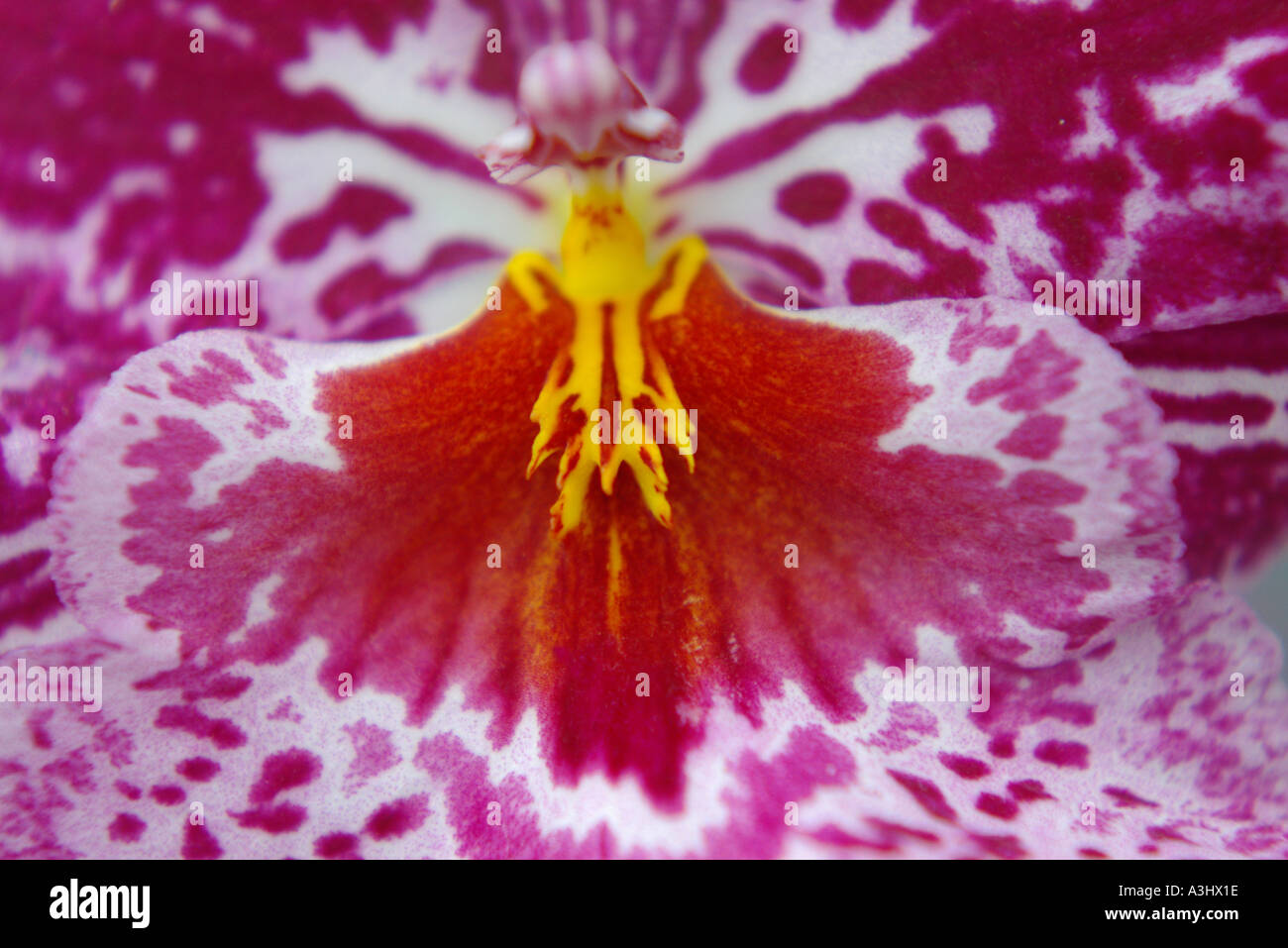 Extreme Closup Odontoglossum Orchidee Stockfoto