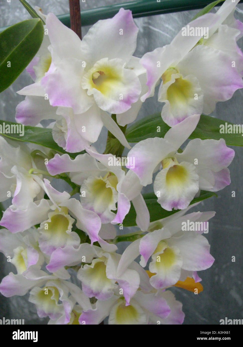 Dendrobium Orchidee Stockfoto