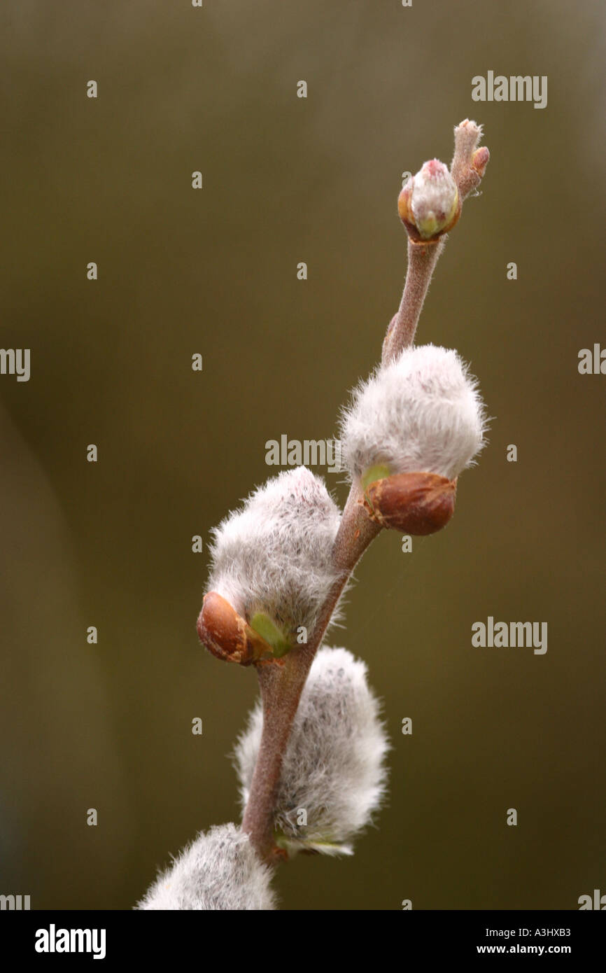 Ziege Weide Salix caprea Stockfoto