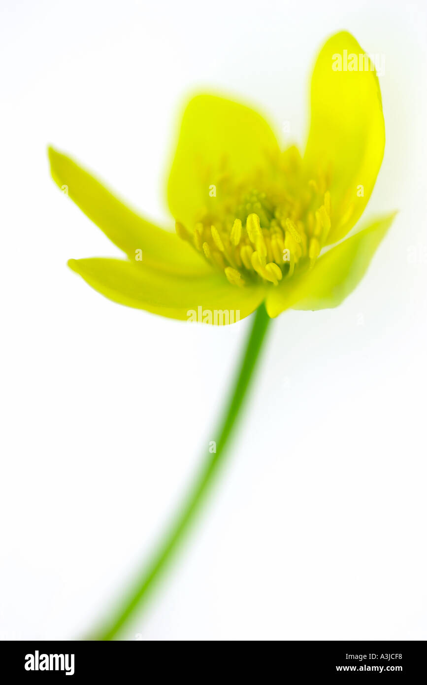 Caltha Palustris Sumpfdotterblumen Marsh Marigold Stockfoto