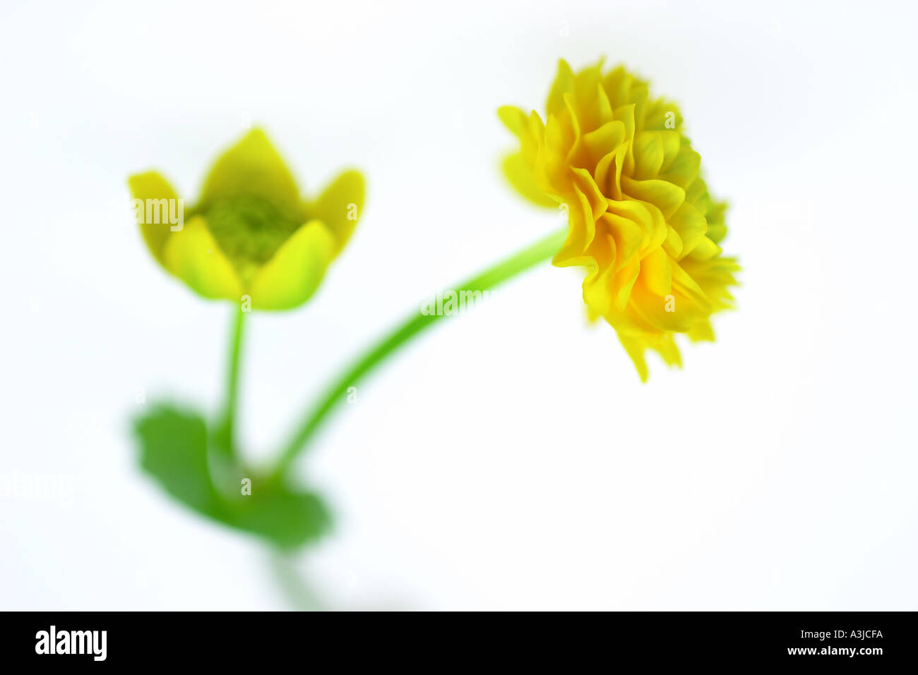 Caltha Palustris Flore Pleno Stockfoto