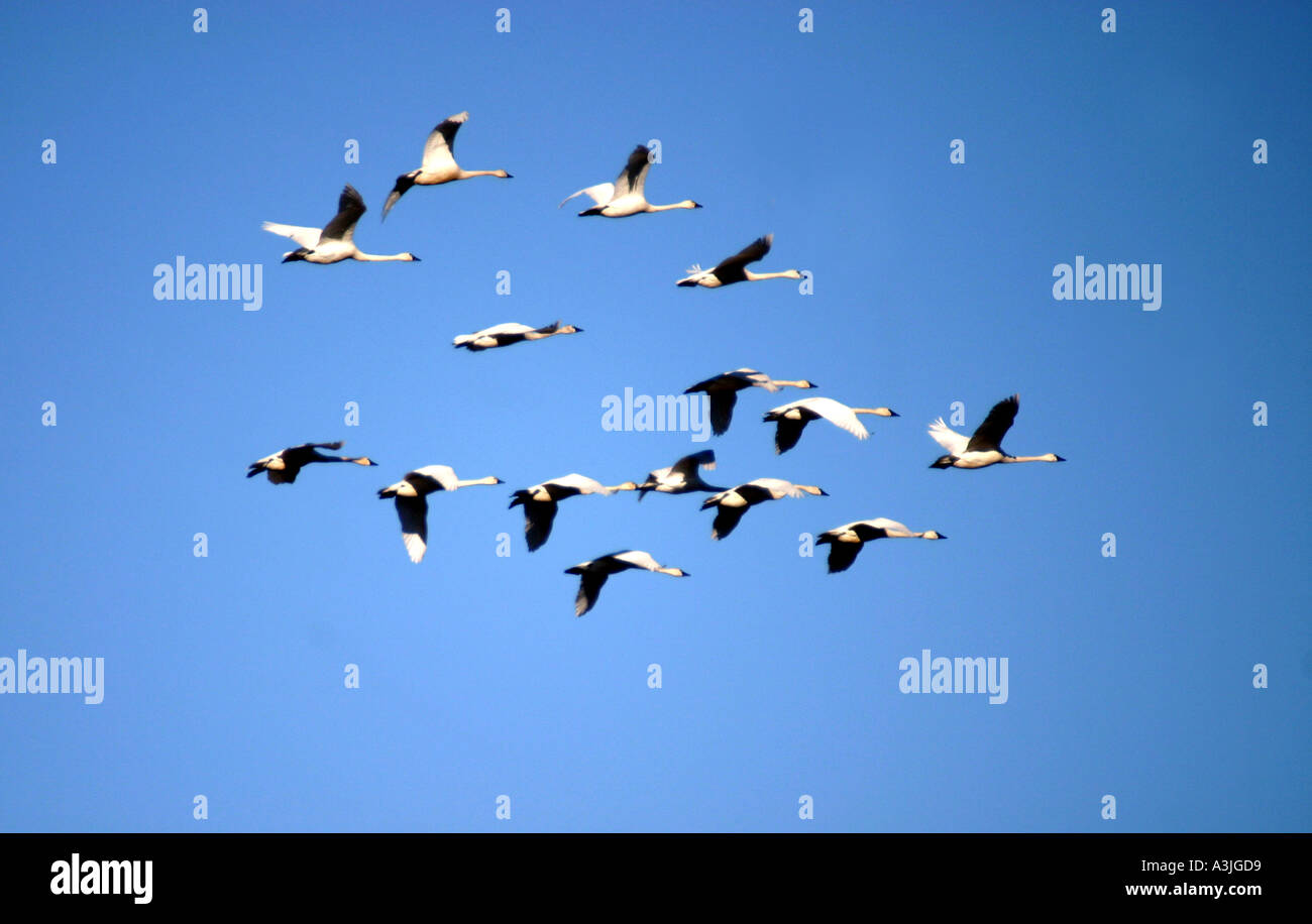 Vögel von Nordamerika Trompeter Schwan, Cygnus baccinator Stockfoto