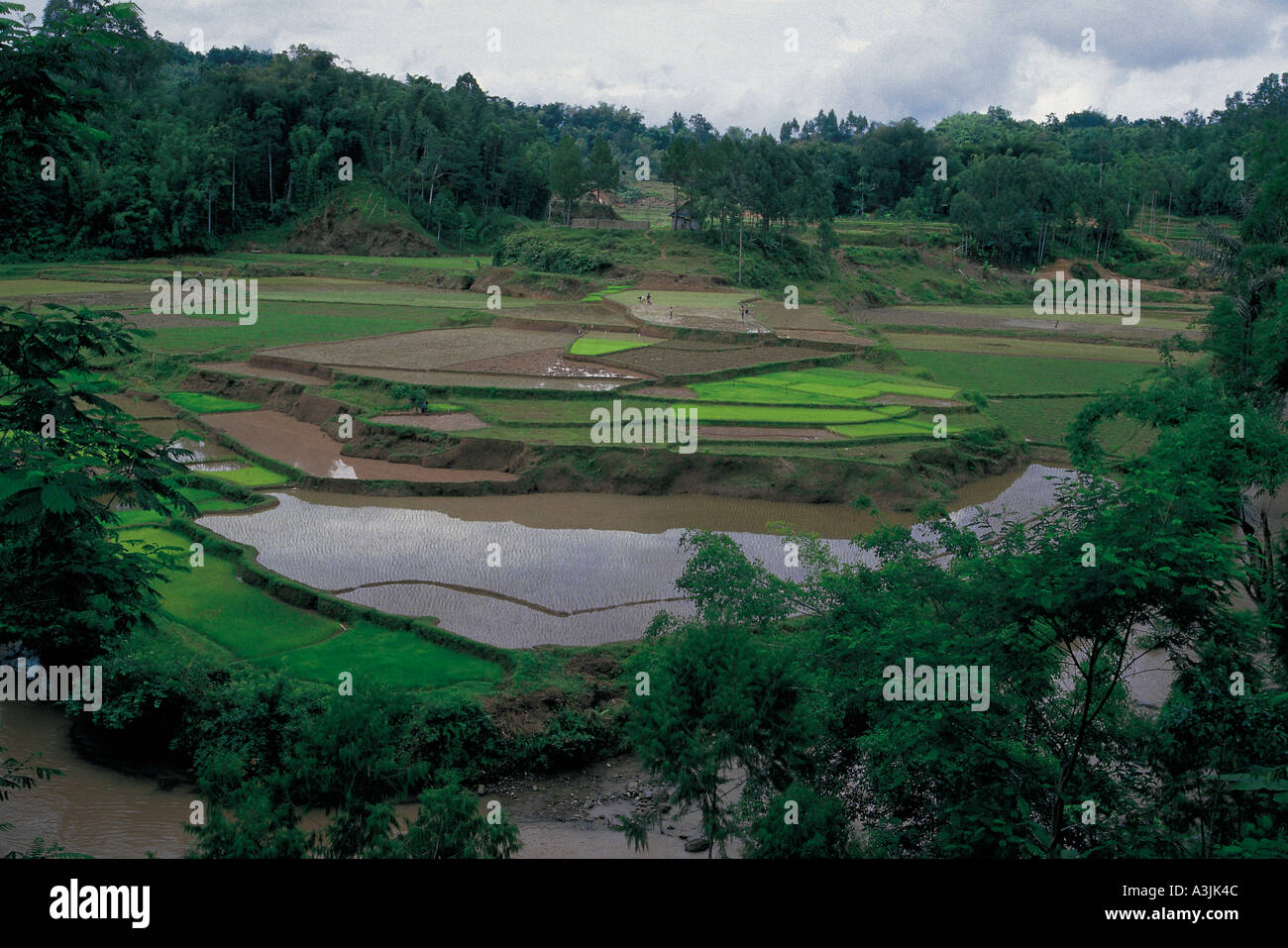 Reis-Terrassen-Region der Insel Sulawesi Indonesien toraja Stockfoto