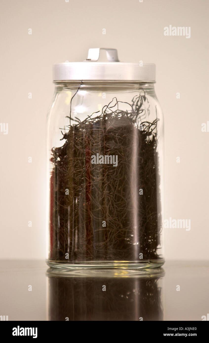 Re ätherischen Trading ein gesundes Nahrungsmittel Großhandel co operative Arame Algen in einem Glas Stockfoto