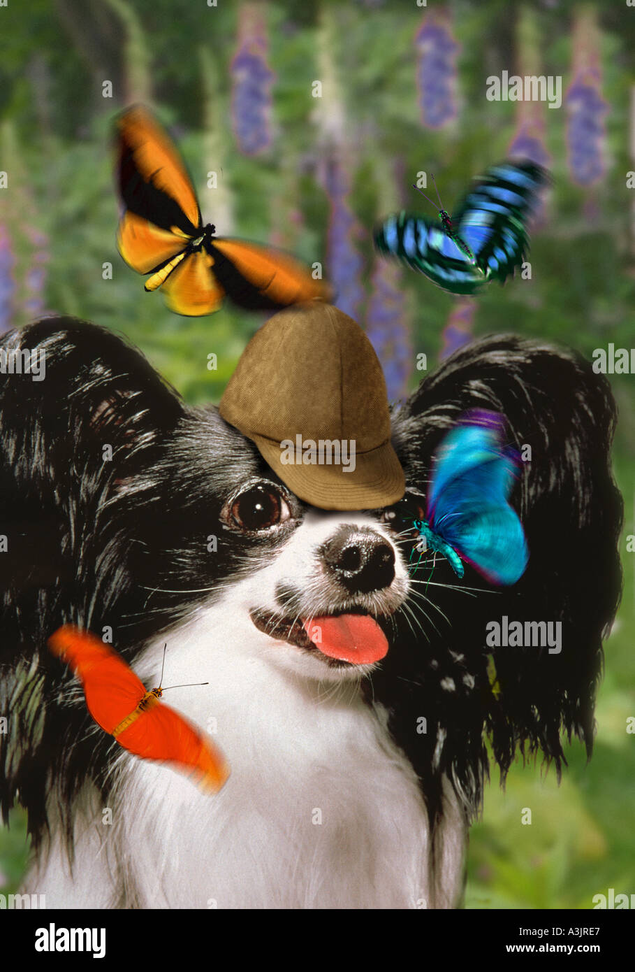 Papillon Hund mit Mütze und Schmetterlinge Stockfoto