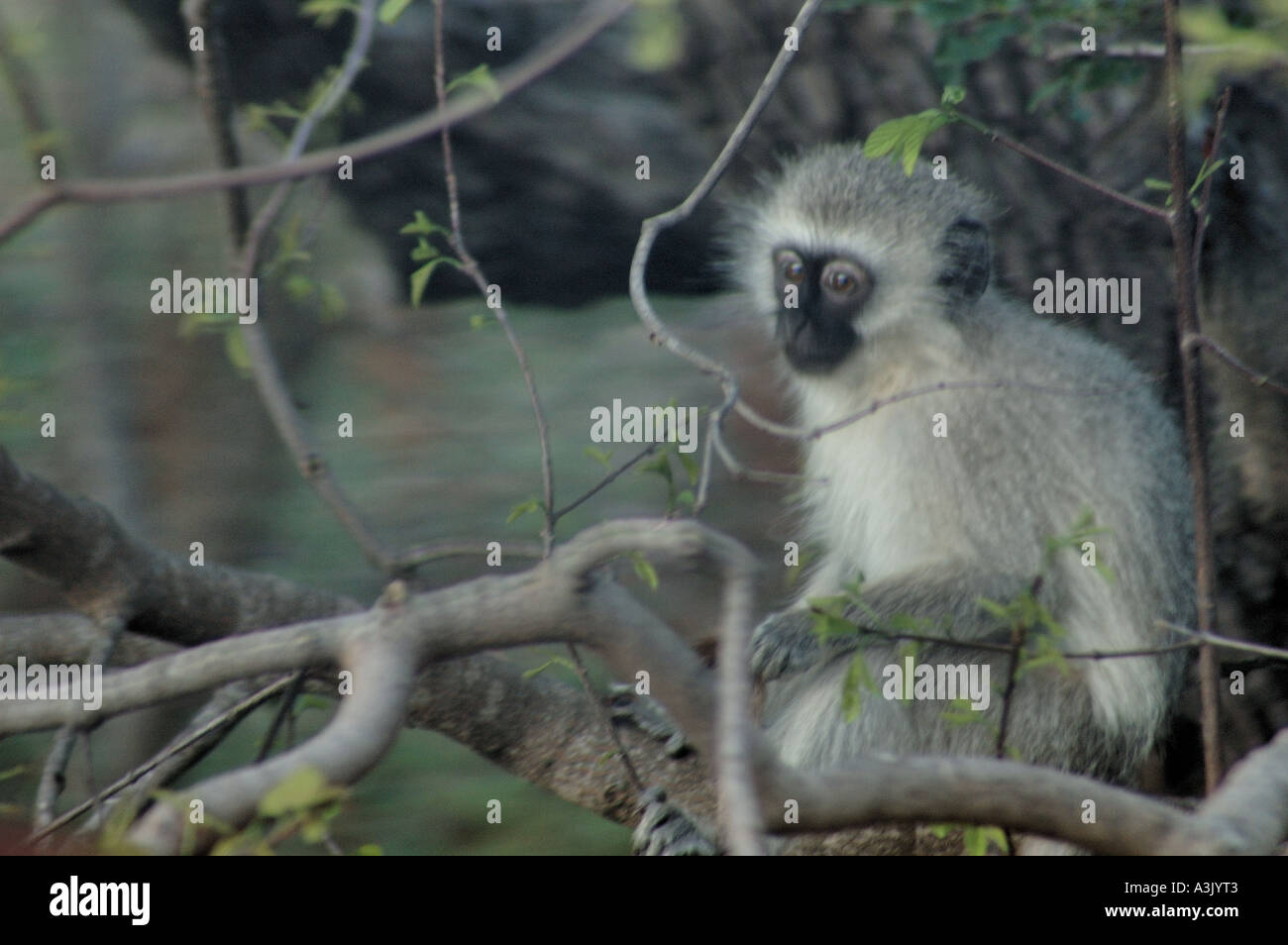 Vervet Affen (grüne Aethiops), Krüger Nationalpark, Südafrika Stockfoto