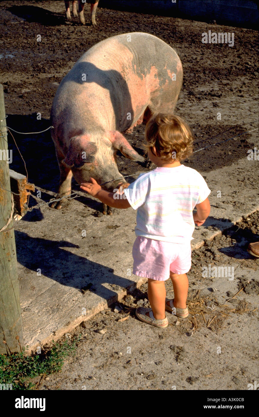 Kleinkind Alter 2 Blick auf Schwein auf Bauernhof. Beaver Dam Wisconsin USA Stockfoto