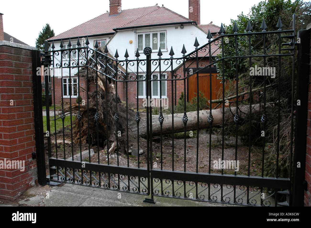 Umgestürzter Baum Stockfoto