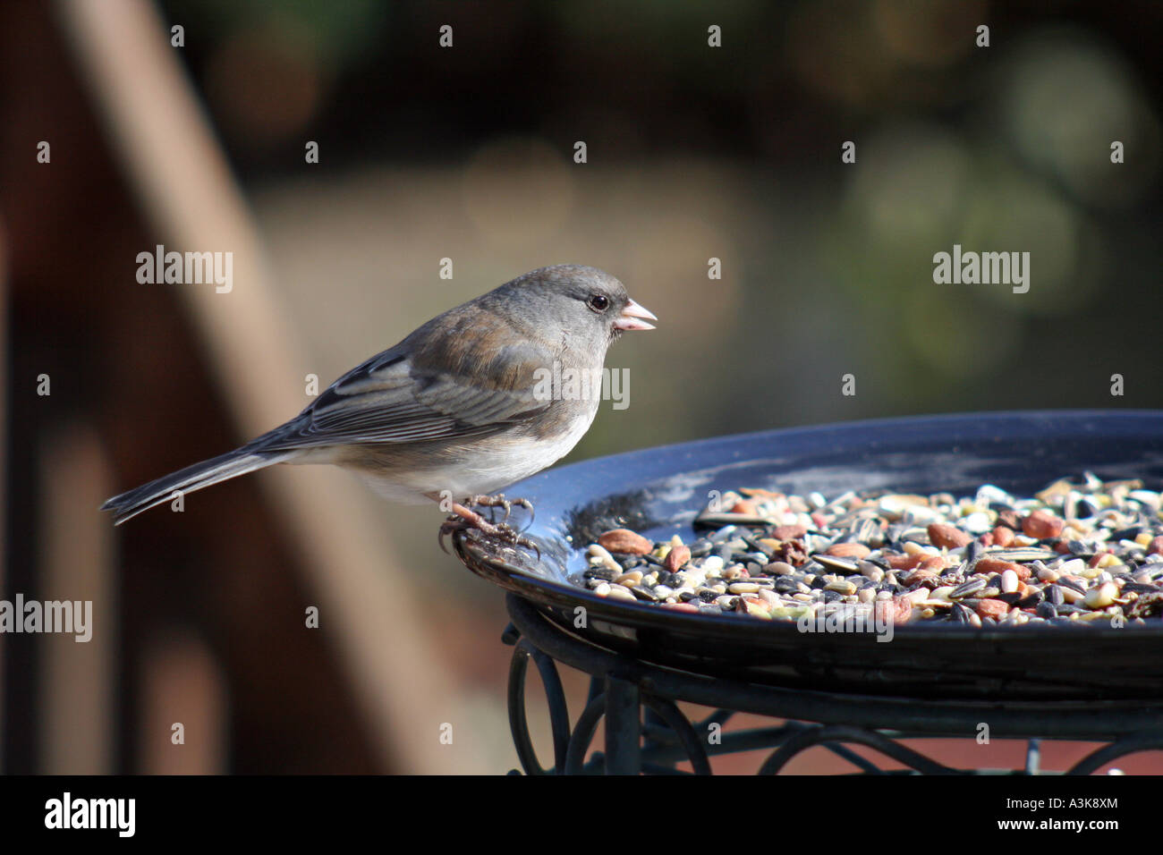 Dunkel-gemustertes Junco weibliche bei Fütterung Teller mit Obst und Nüssen Stockfoto