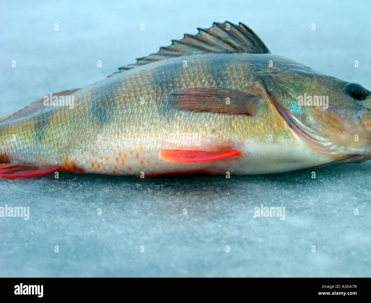 European Perch Percha Fluviatilis auf dem Eis Stockfoto