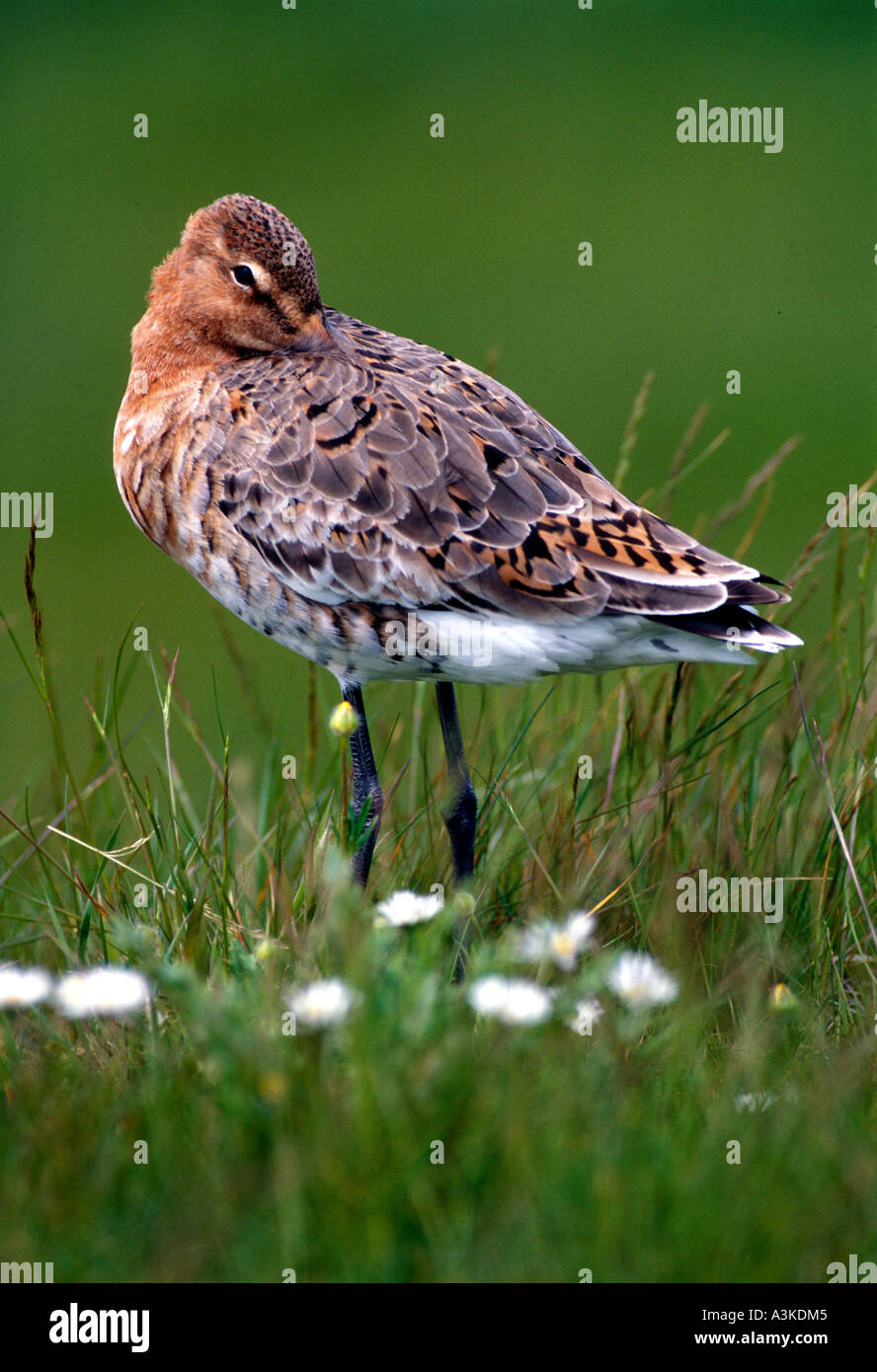 Machen Sie eine Pause: Uferschnepfe (Limosa Limosa) ruhen, schlafen, Oost, Texel, Niederlande Stockfoto