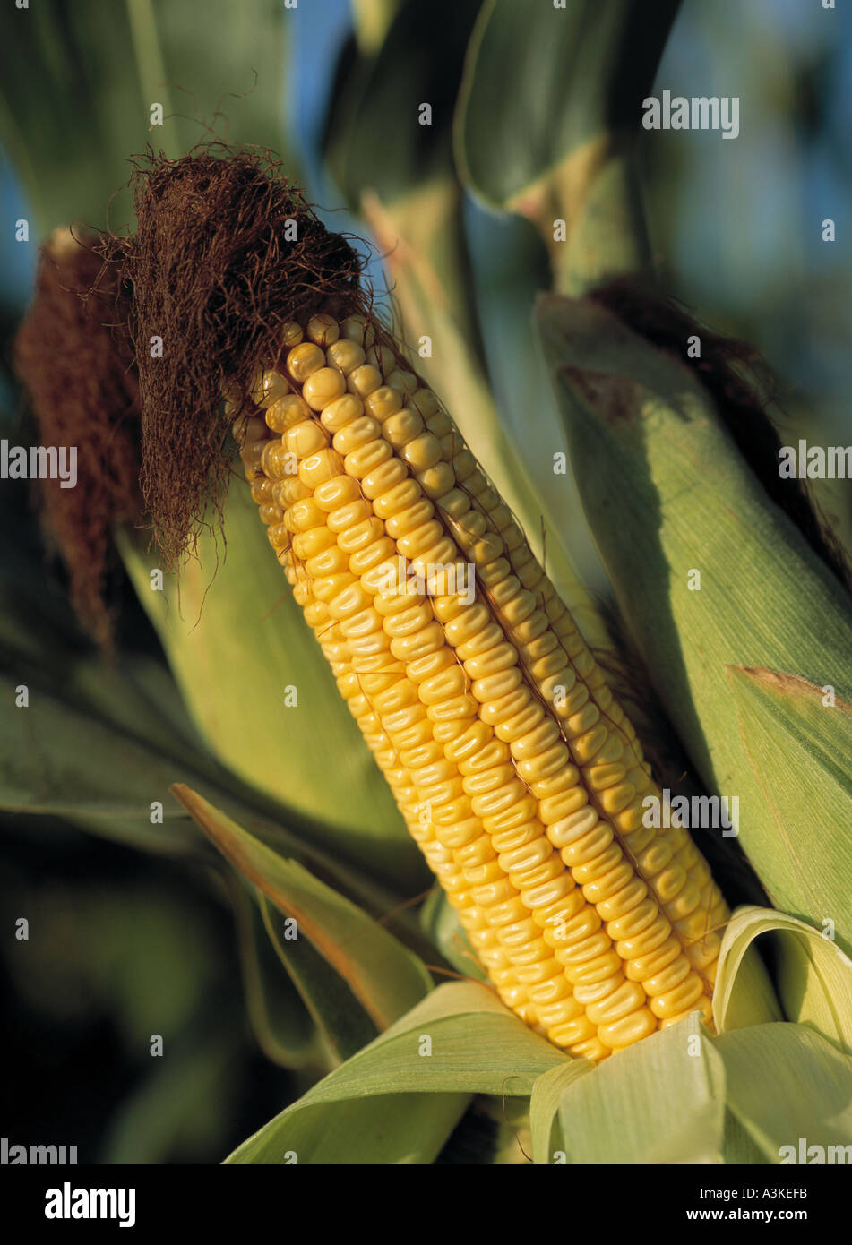 Maiskolben Stockfoto