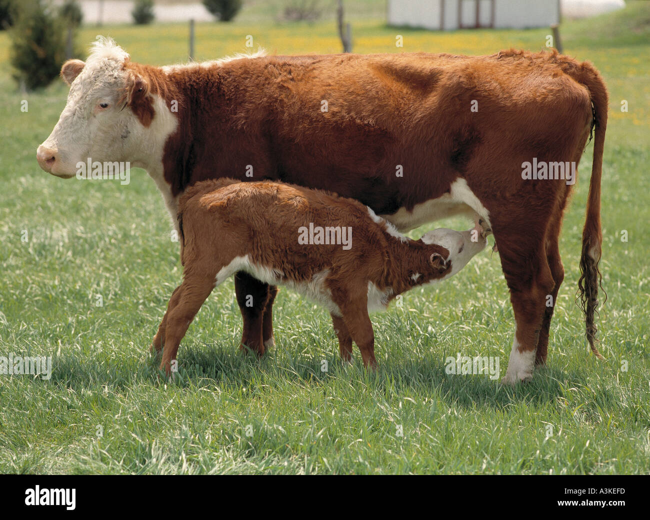 Kuh mit Kalb Stockfoto