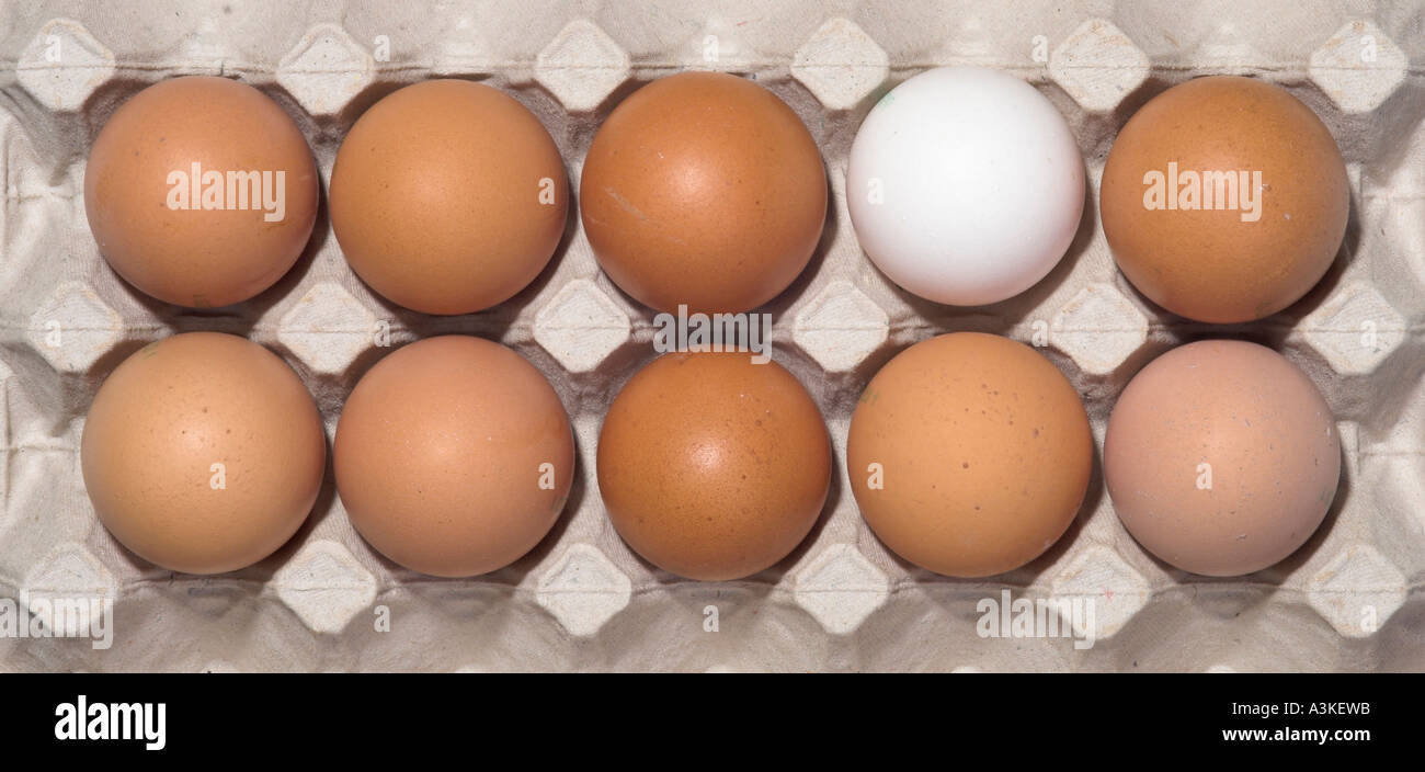 Zehn Hühnereier in ihrem Paket, neun braun, weiß Stockfoto