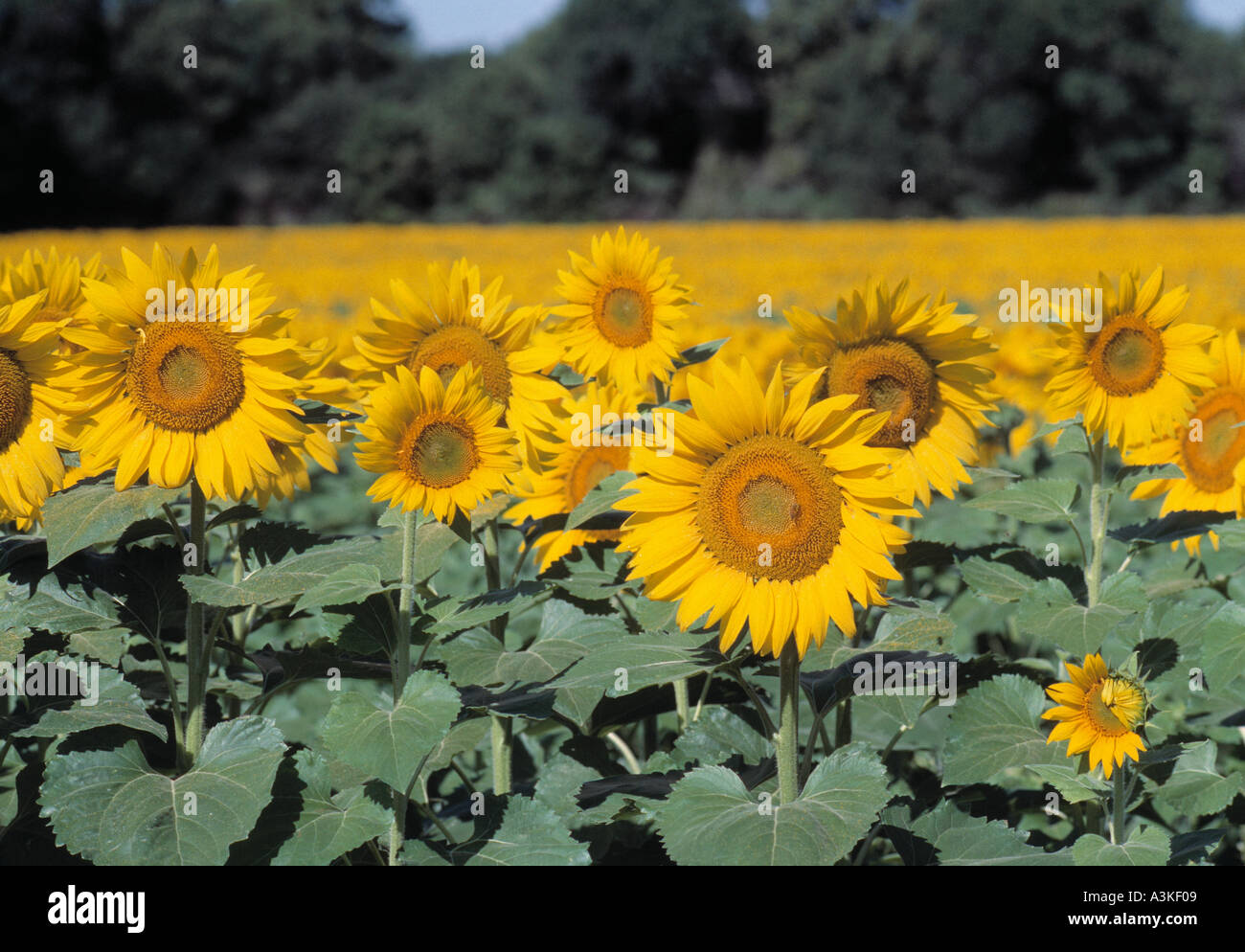 Feld von Sonnenblumen Stockfoto