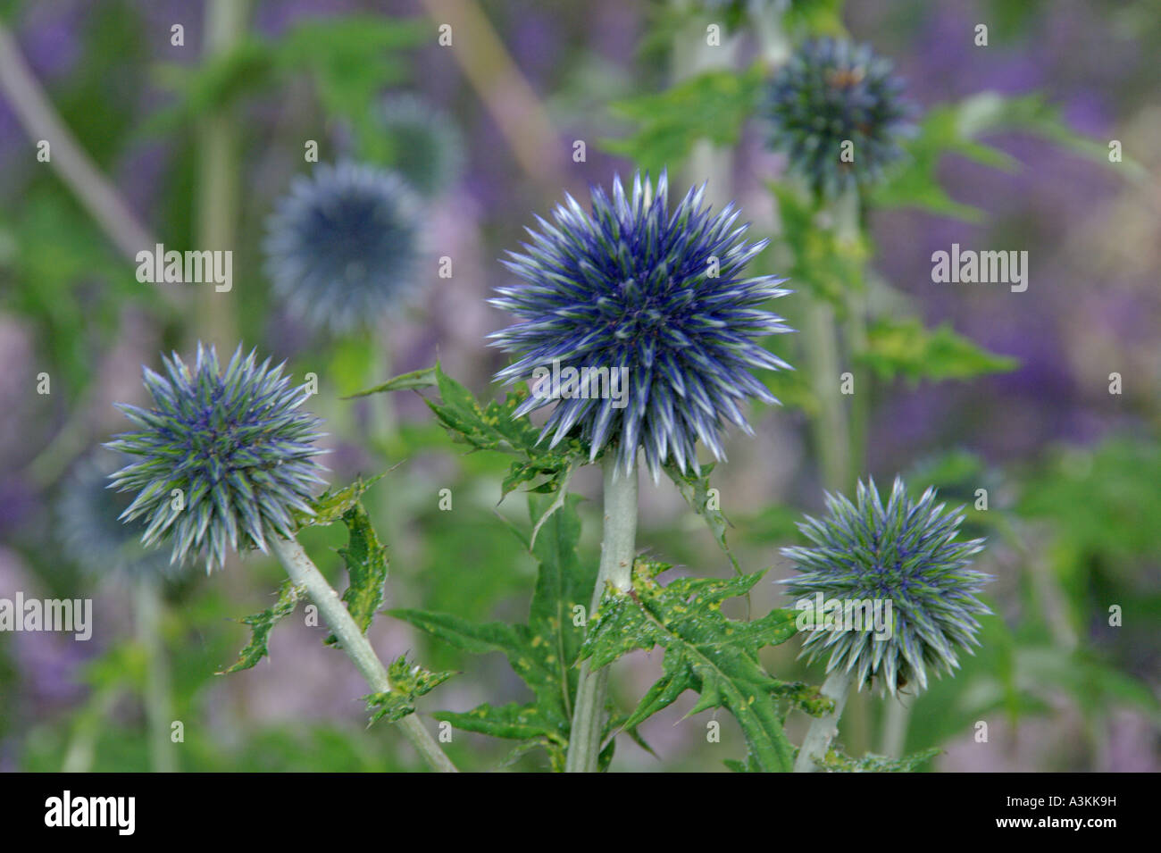 Echinops Bannaticus ornamentalen Globe thistle Stockfoto