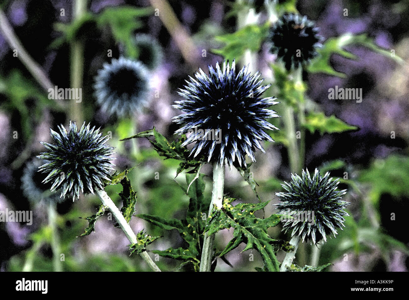 Echinops Bannaticus ornamentalen Globe Thistle Juli 2006 Stockfoto