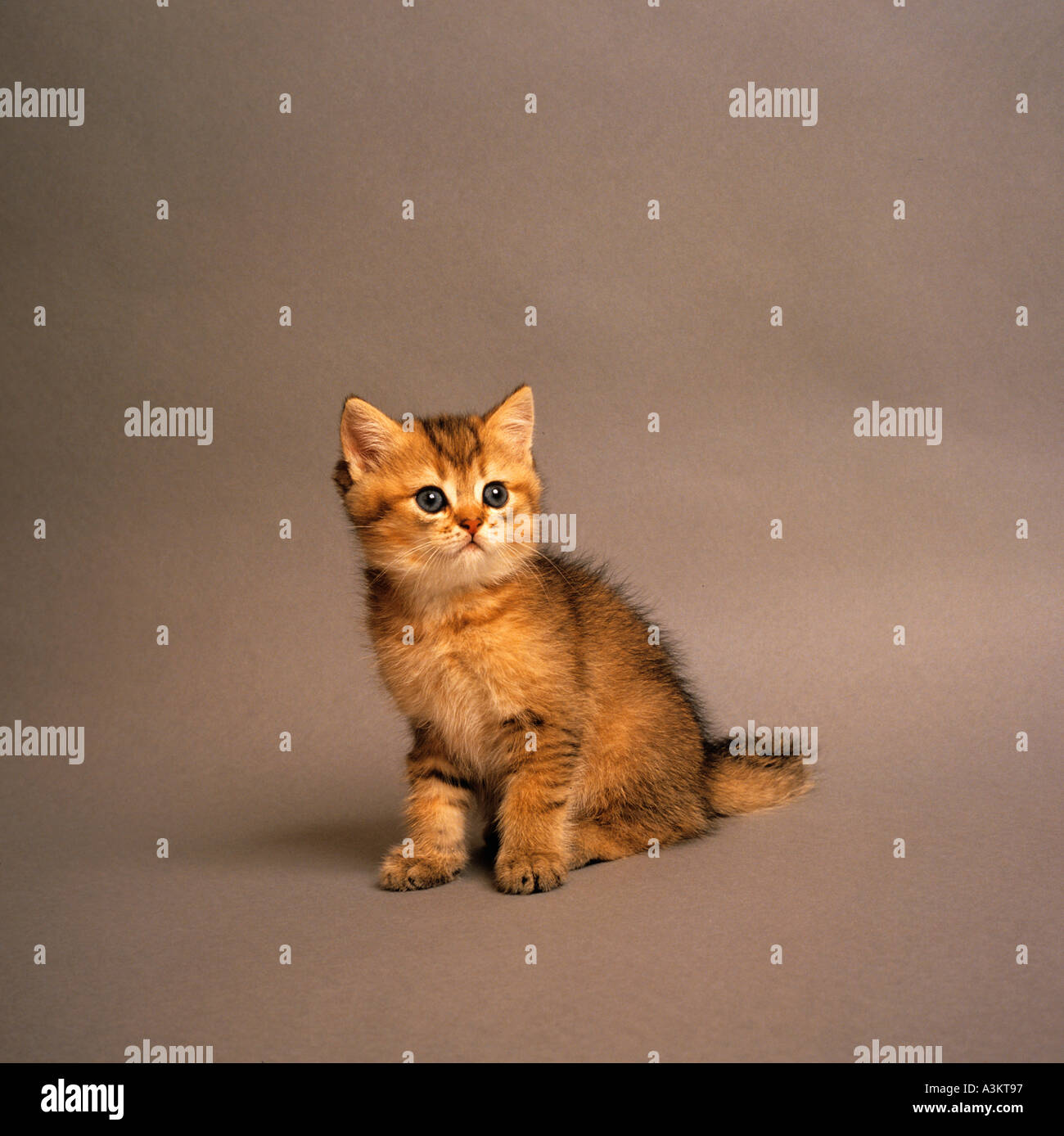 Exotisch Kurzhaar Katze Kätzchen - sitzen frontal Stockfoto