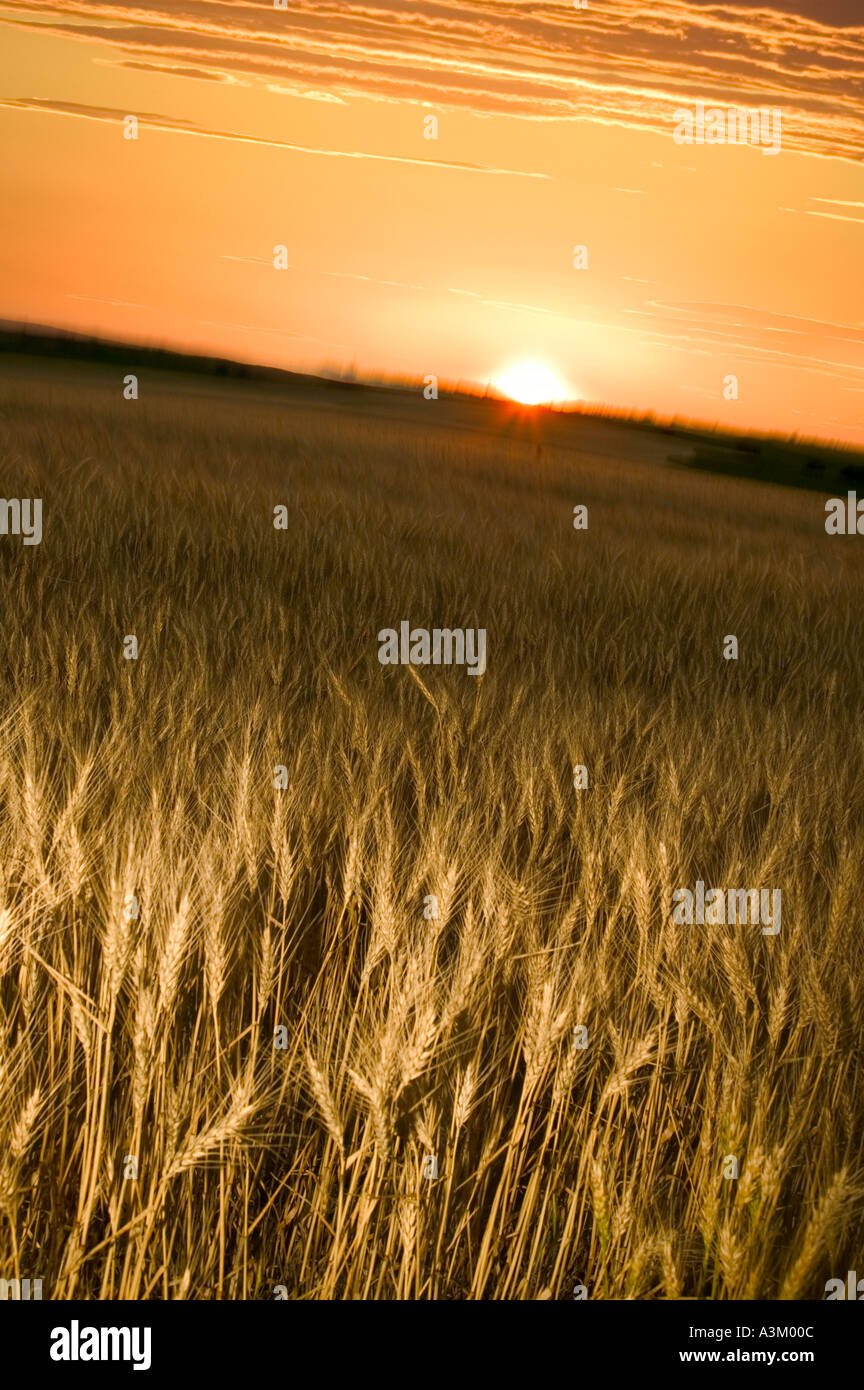 Weizen Feld Sonnenuntergang Stockfoto