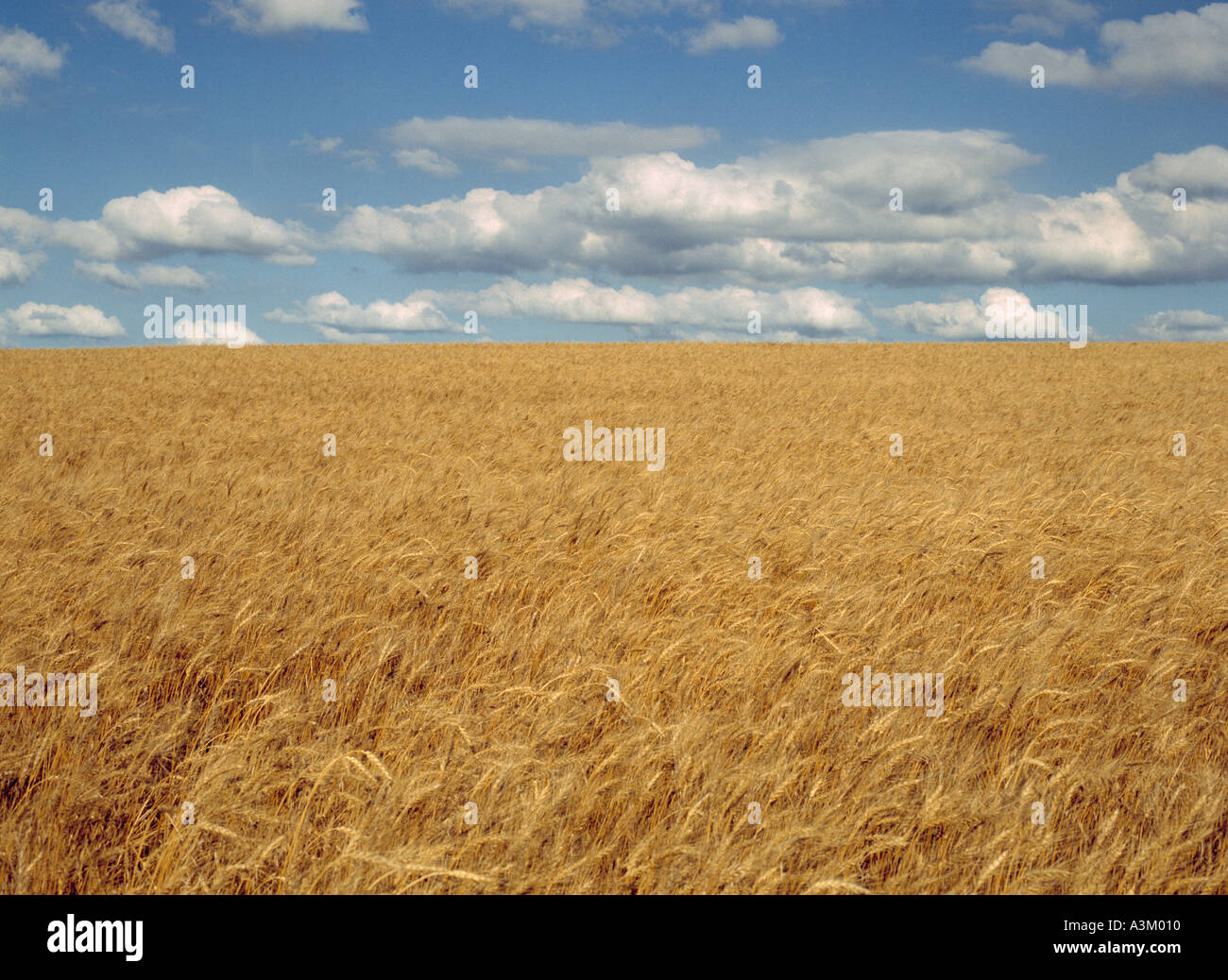 Weizen Feld Horizontal Stockfoto