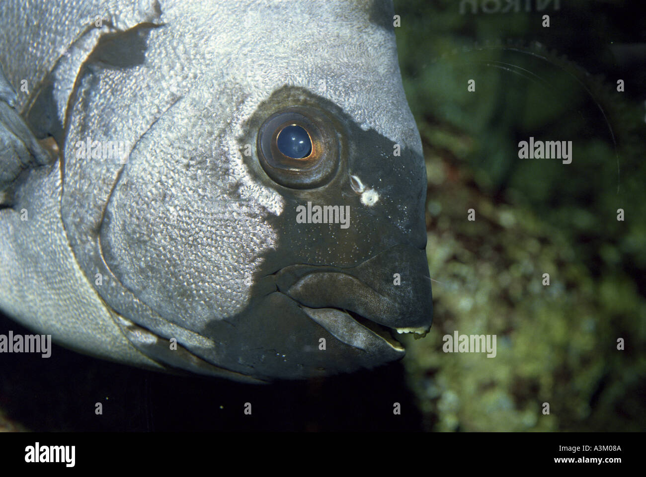 Gestreifte beakperch Stockfoto