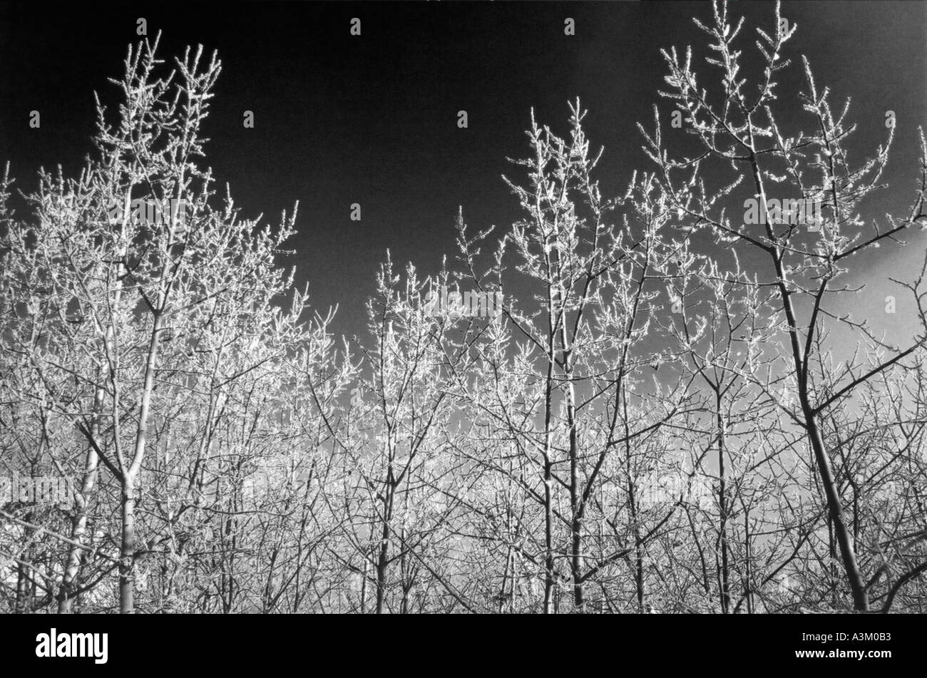 Verschneite Bäume Stockfoto