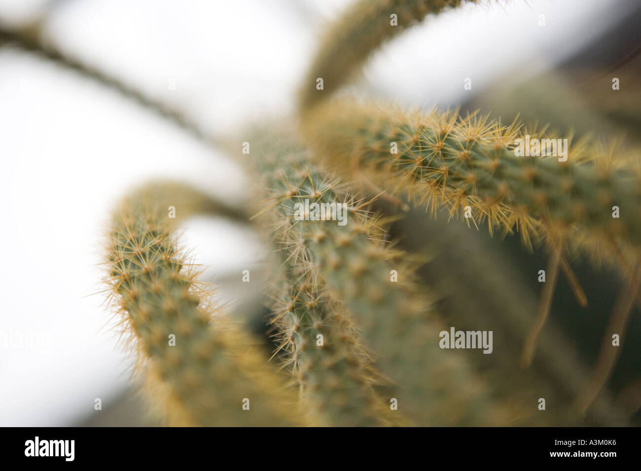 Spinne Kaktus Pflanze Closeup niedrigen Winkel Stockfotografie - Alamy