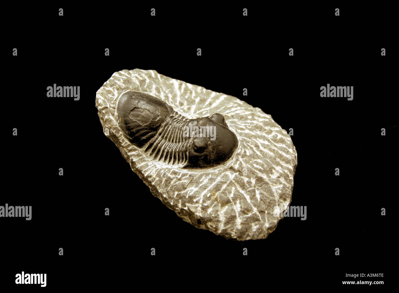 Trilobiten (Phacops sp) ein Fossil von der Devon Periode ca. 400 Millionen Jahre alt. Stockfoto