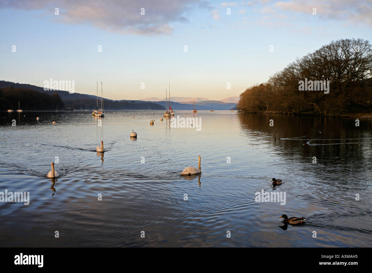 Schwäne und Enten am Lake Windermere, englischen Lake District Stockfoto