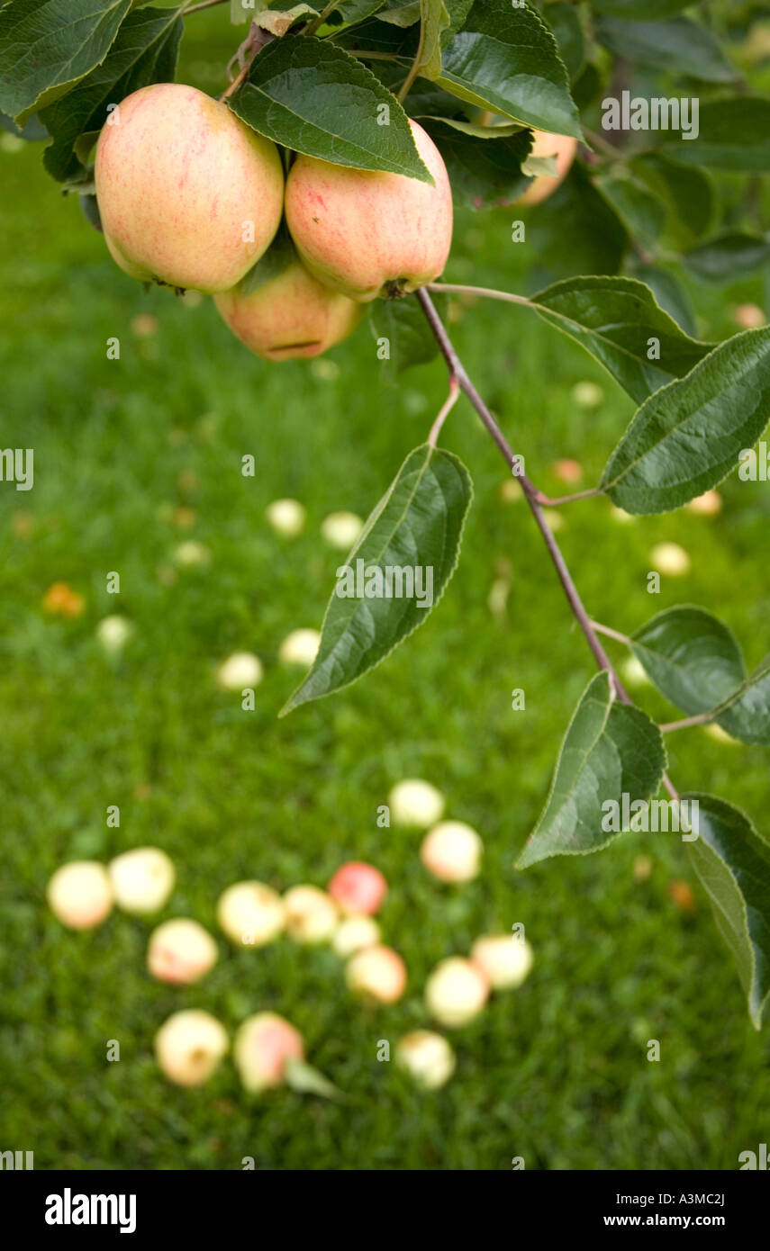 Gefallenen Äpfel unter Apple Tree und Äpfel wachsen auf Zweig Stockfoto