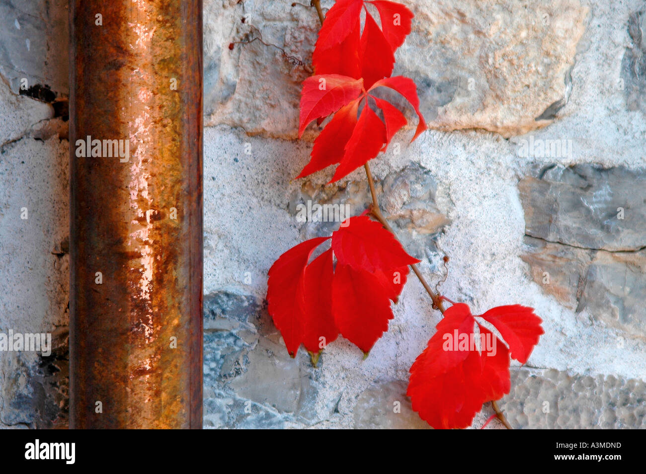 Wetter gebeizt Kupfer Abflussrohr mit Weinrebe Blätter im Herbst rot geworden Stockfoto