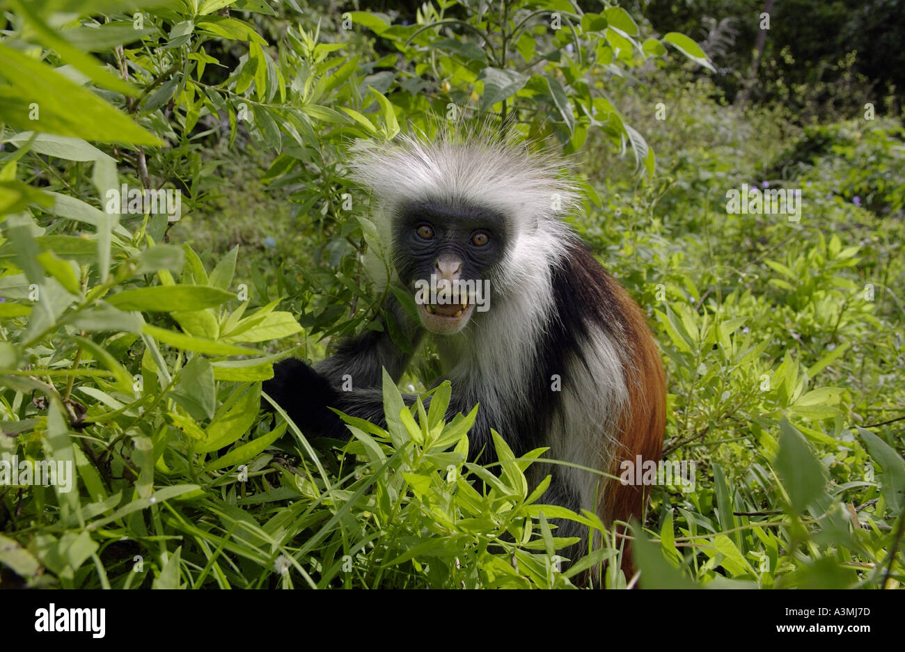 Erwachsenen Sansibar Red Colobus Affen im Wald Sansibar Stockfoto