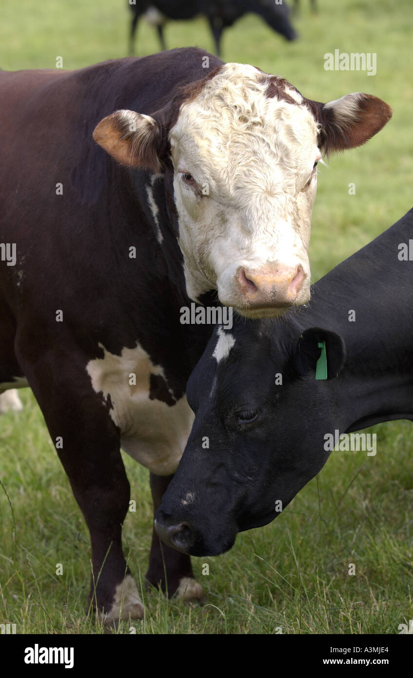 Kühe auf einem Bauernhof in der Nähe von Waiuku auf der Nordinsel in Neuseeland Stockfoto